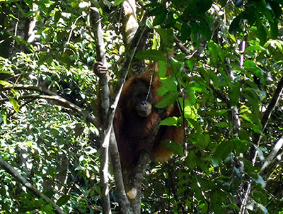 A Tapanuli Orangutan is Driven Out of a Village in Batang Toru Ecosystem (October 18, 2022)